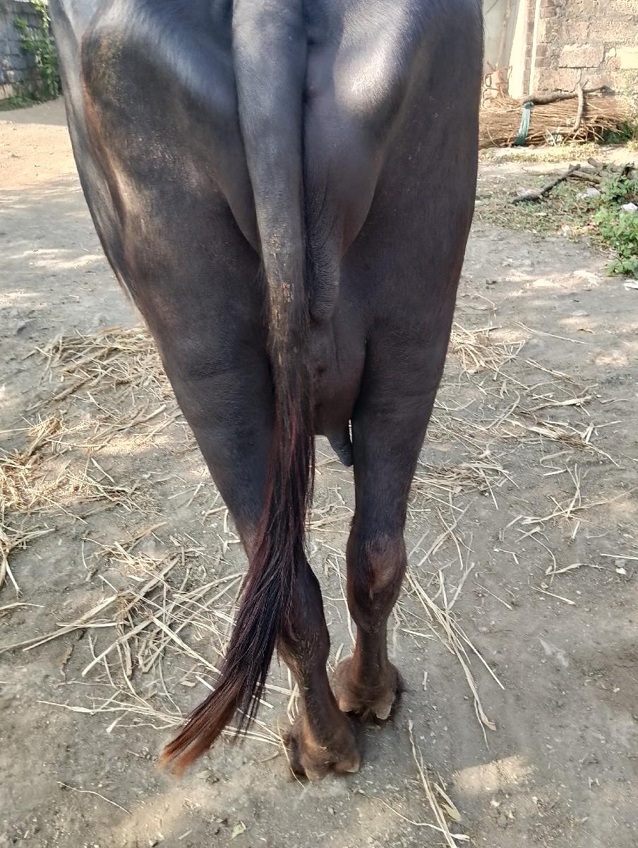 થંબનેલ 2