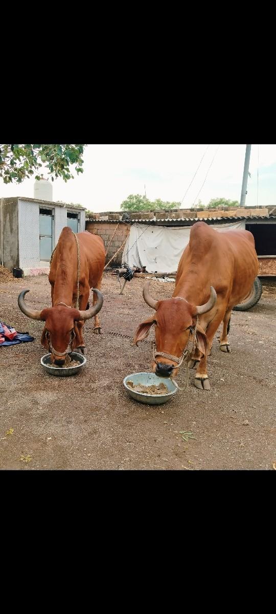 થંબનેલ 2