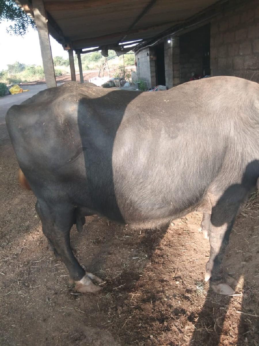 થંબનેલ 3