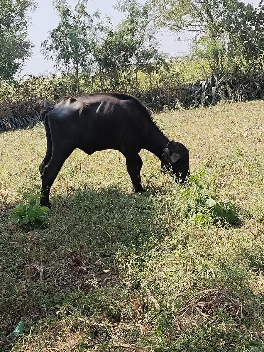 થંબનેલ 2