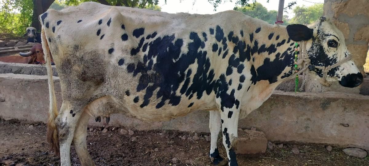 થંબનેલ 2