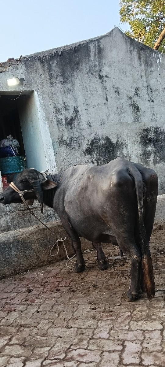 થંબનેલ 3