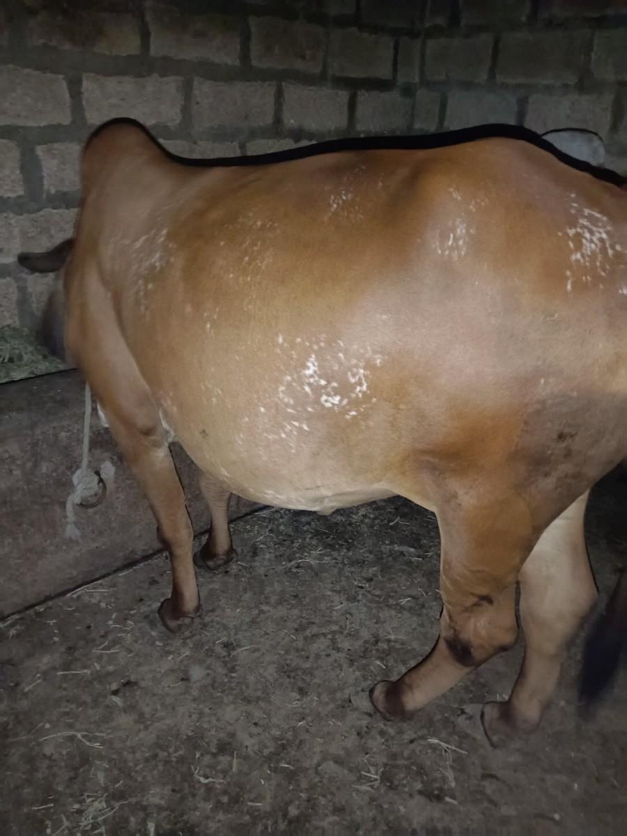 વાછરડી વેશવાની સે