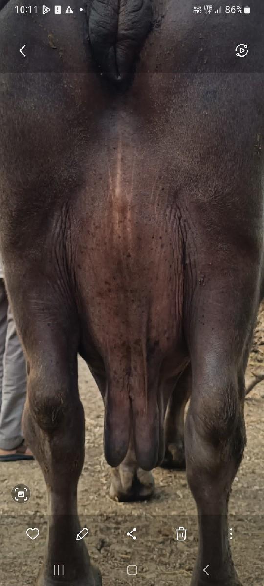 ભેસ વેસવાની છે