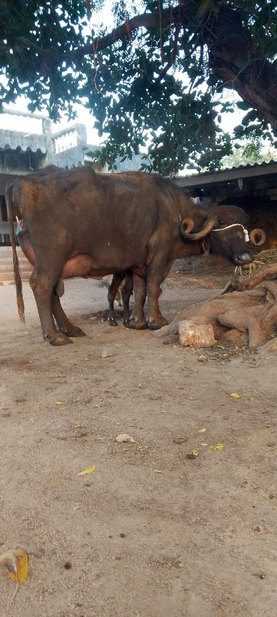 ભેંસ વેચવાની છે