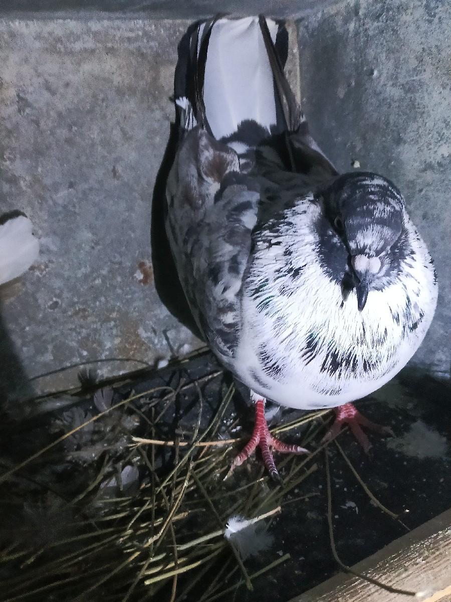 થંબનેલ 2