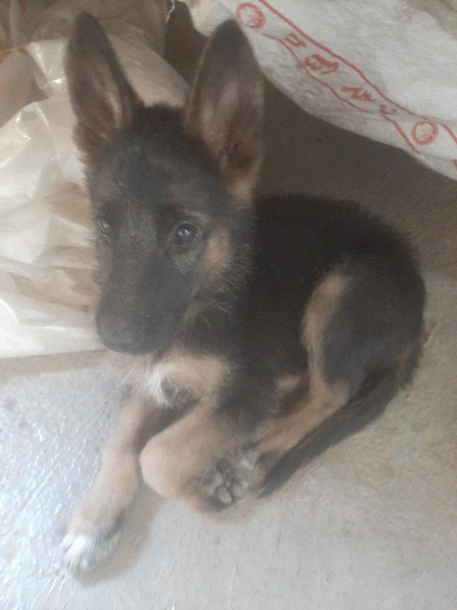 જરમન સફડ