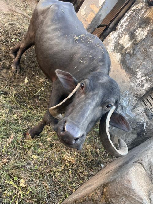 20 25 devas ni var ce