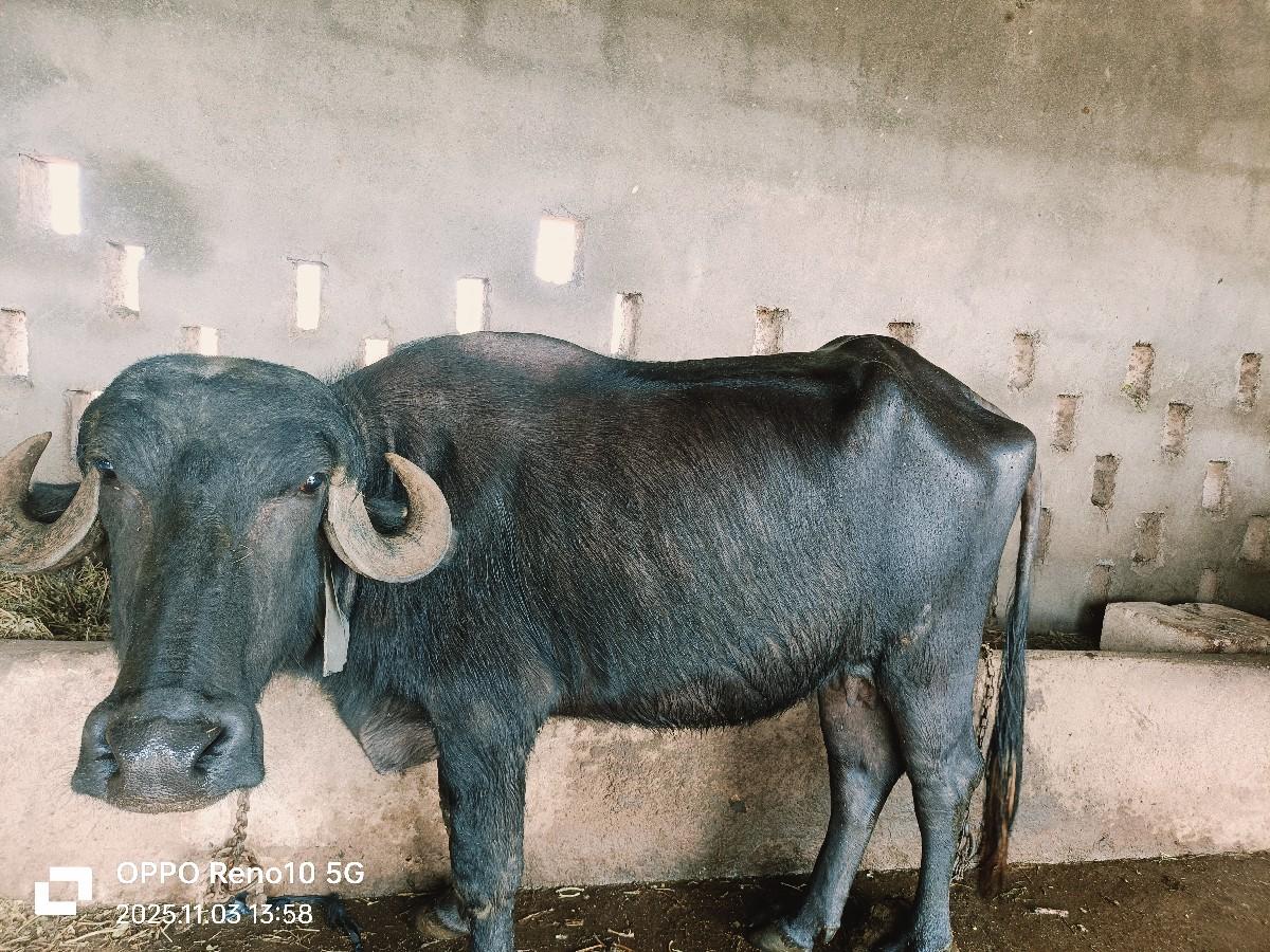 થંબનેલ 3