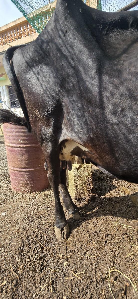 થંબનેલ 3