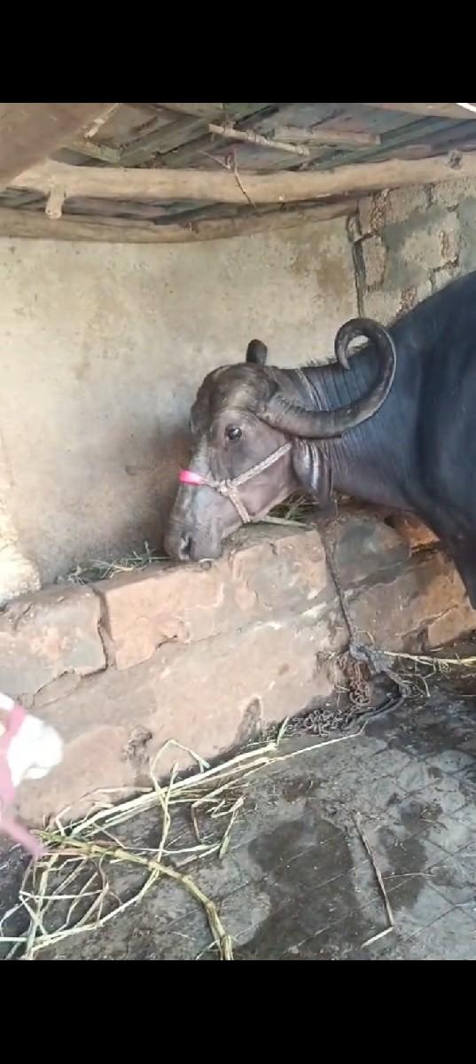 થંબનેલ 3