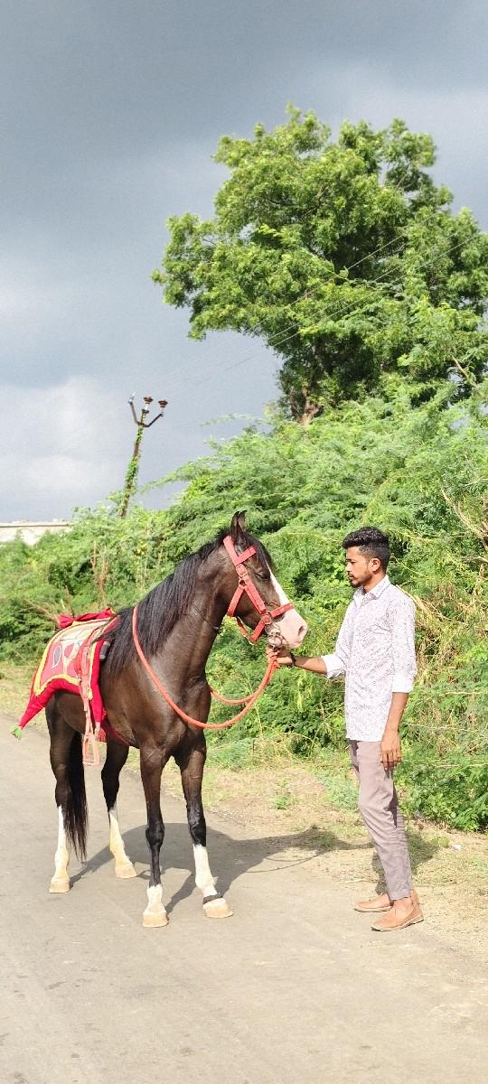 થંબનેલ 3