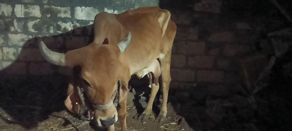 થંબનેલ 3