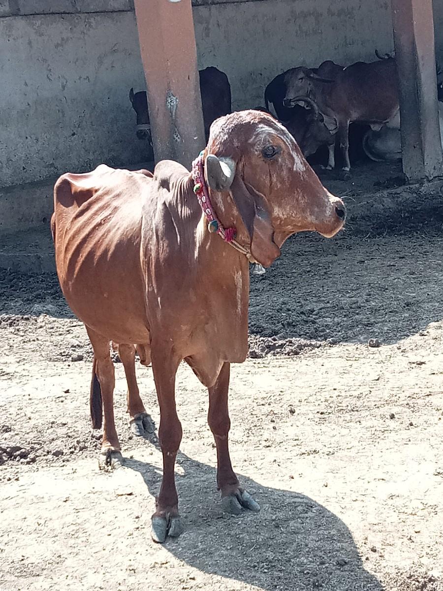 થંબનેલ 3