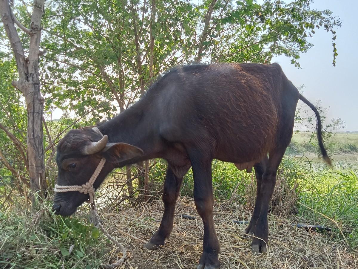 થંબનેલ 2