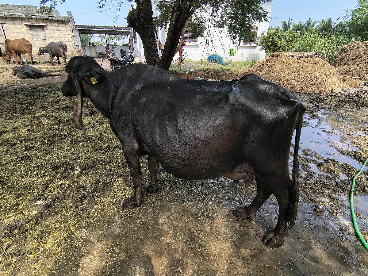 થંબનેલ 3