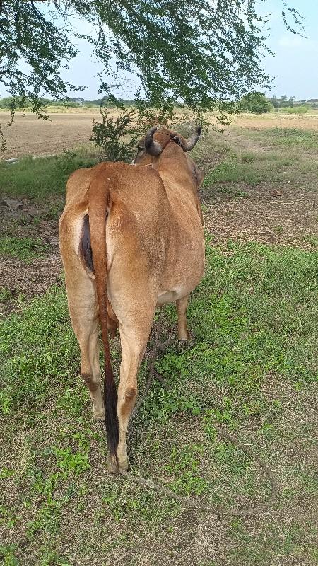 થંબનેલ 2