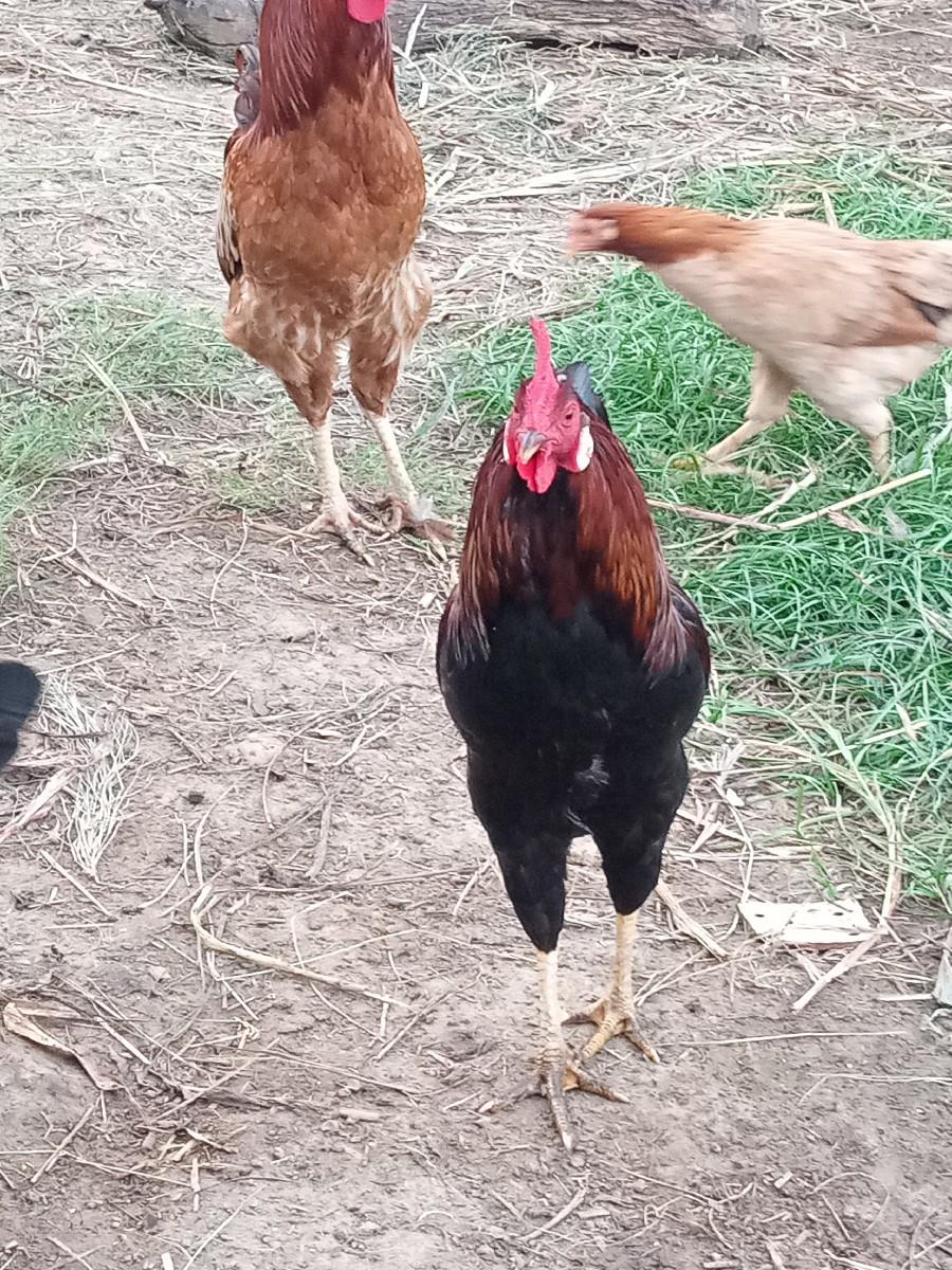 થંબનેલ 2