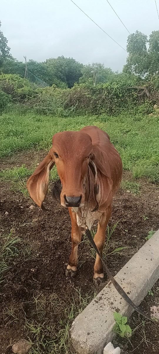 થંબનેલ 2