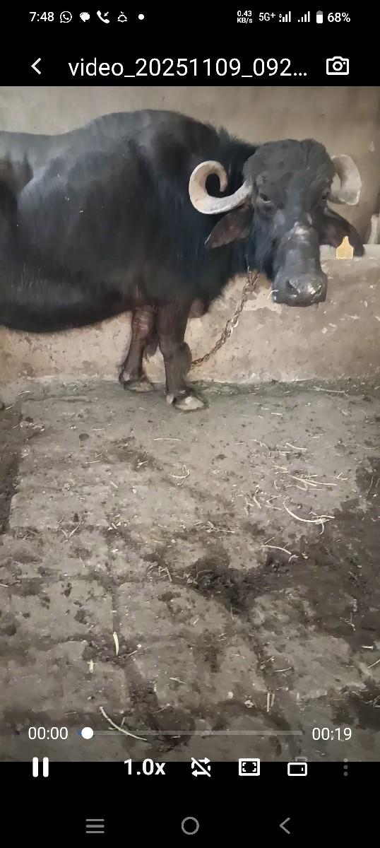 તાજી વિયાણેલ