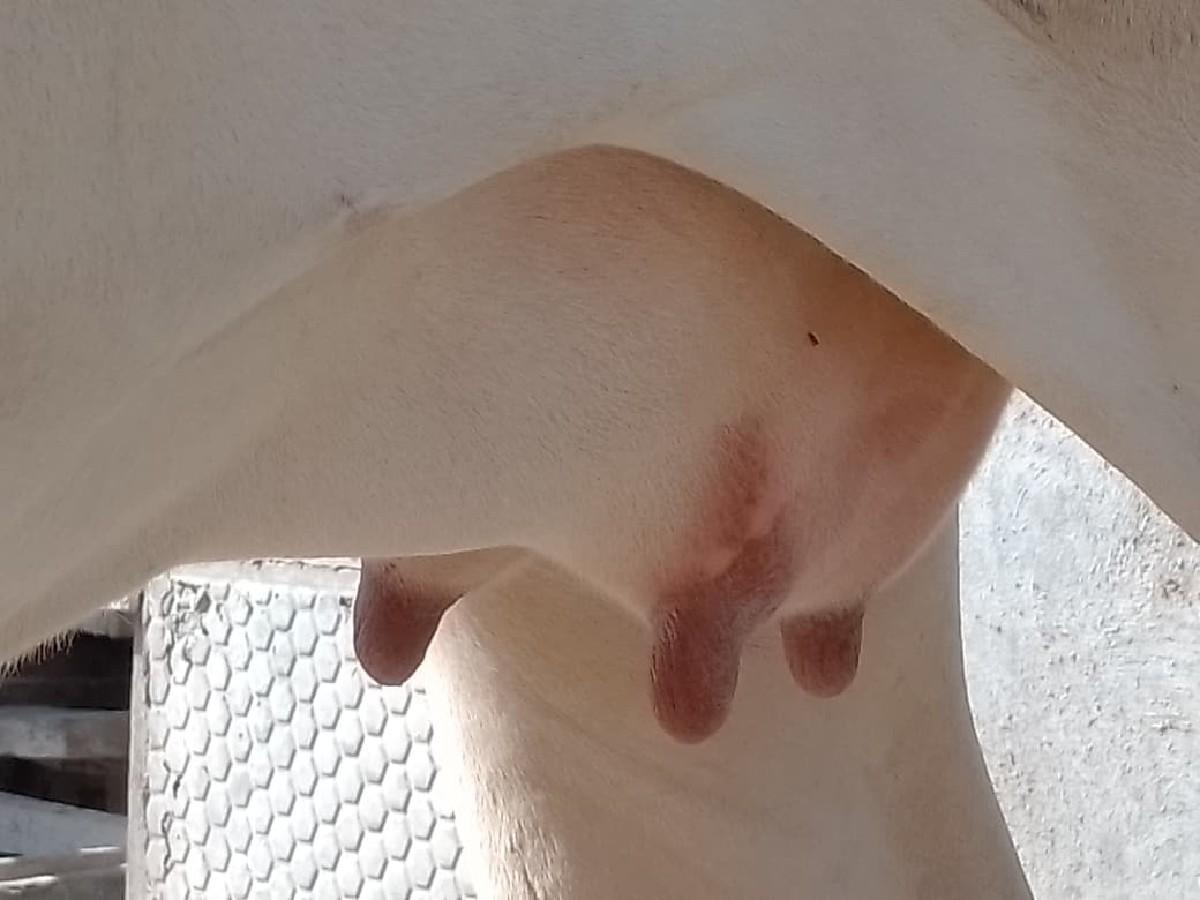 પેલા વેતર‌ હોડકી વેચવાની છે