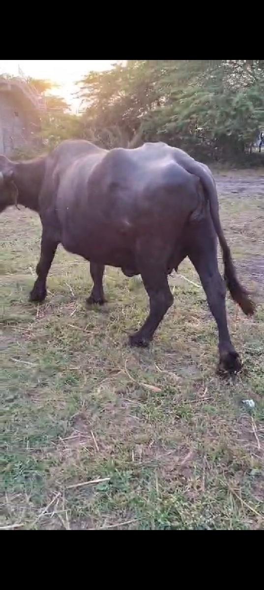 થંબનેલ 2