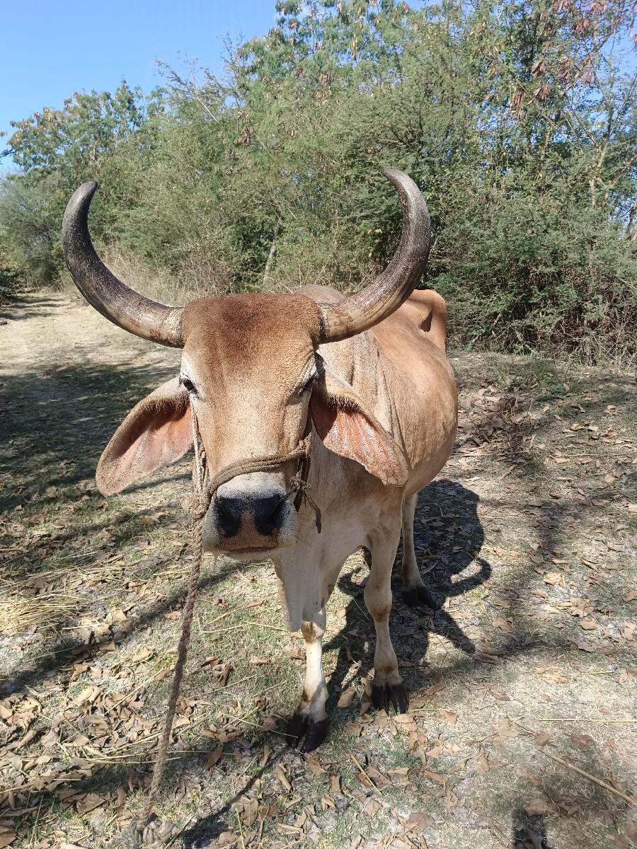 બળદ વેચવાનો છે.