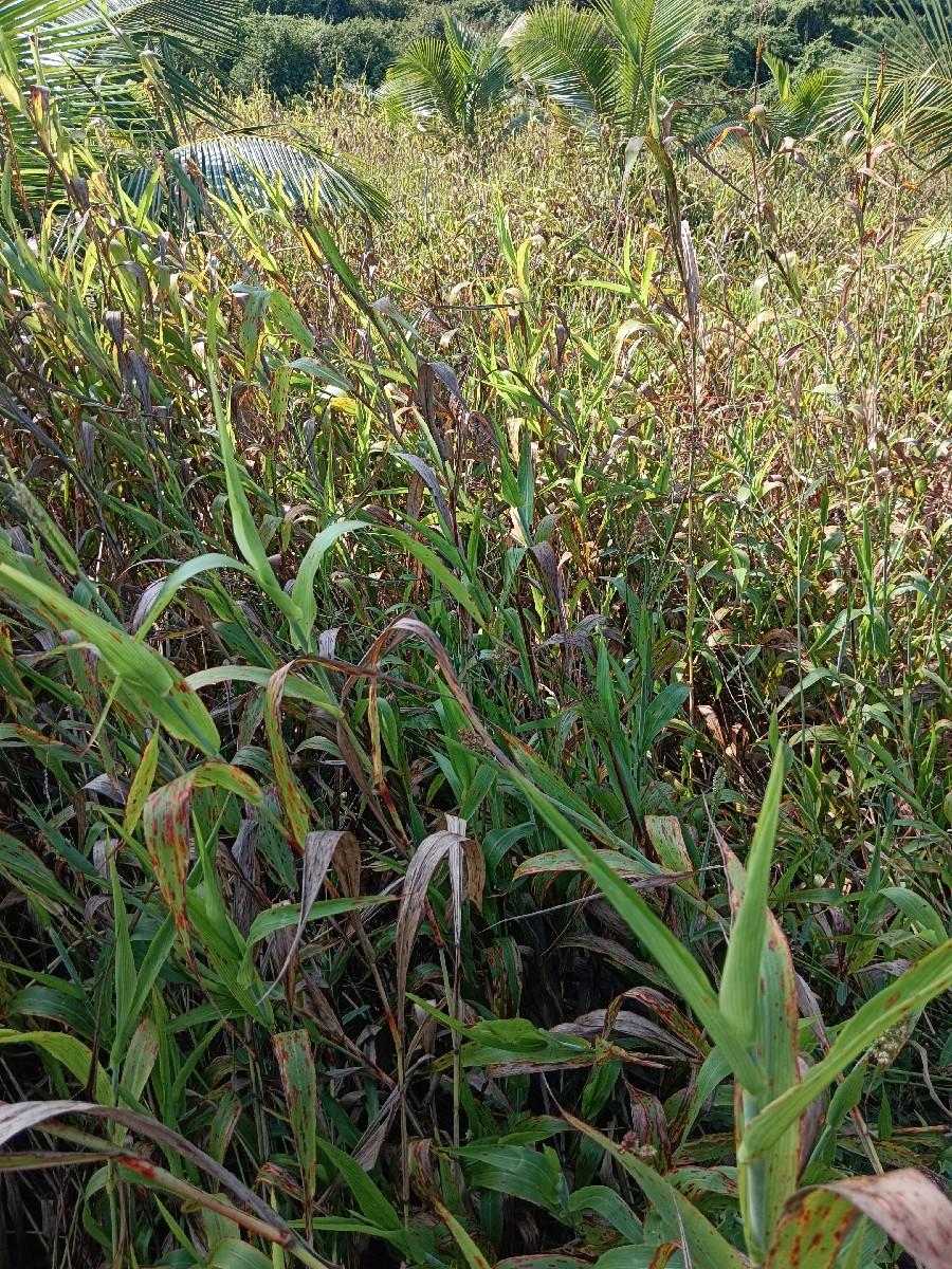 જુવાર નો ચારો વેચવાનો સે