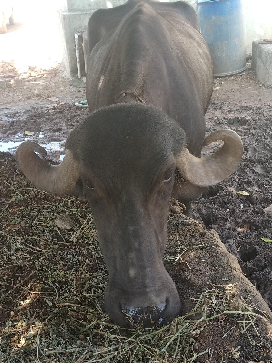 થંબનેલ 1