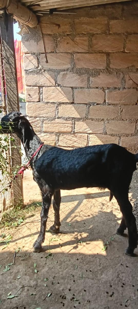 બકરી પેલું વેતર ઘર ઘરાવ