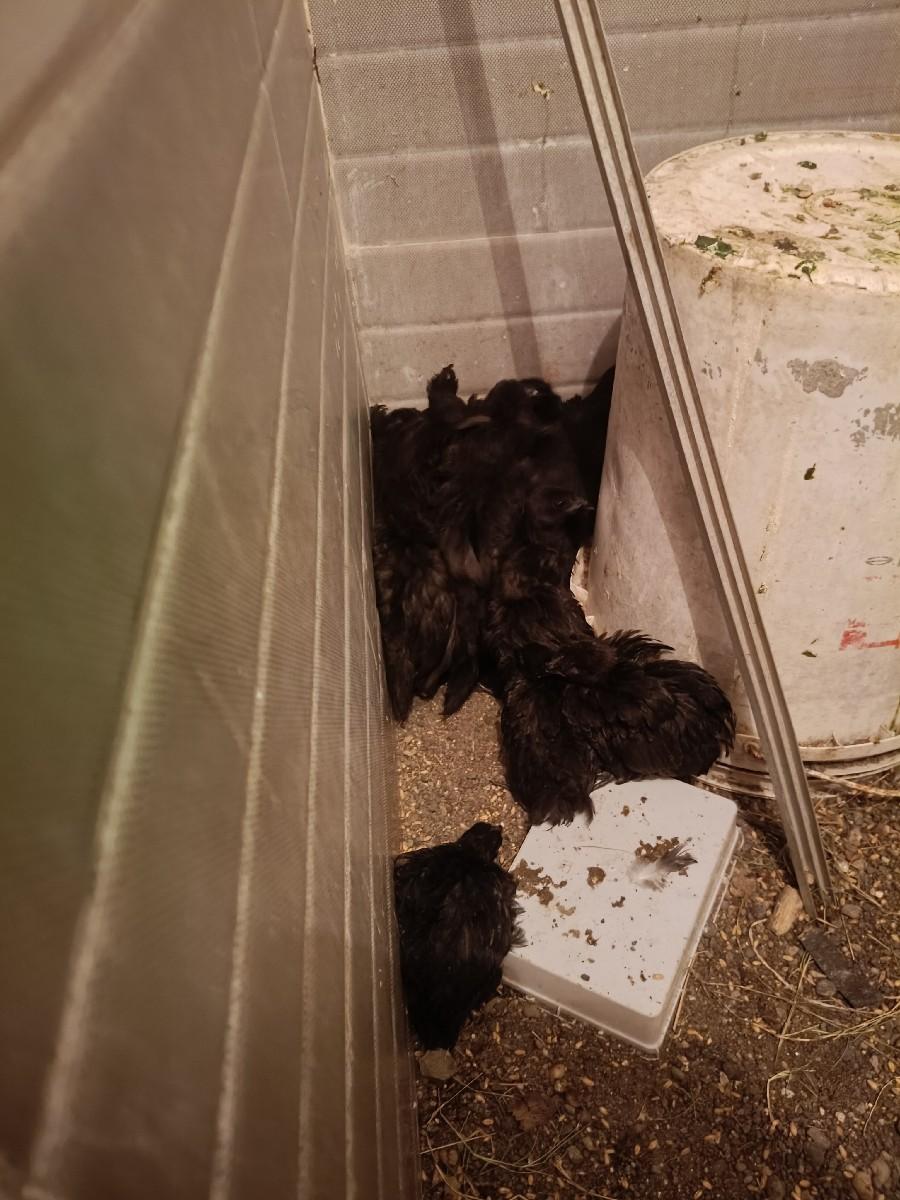 થંબનેલ 3