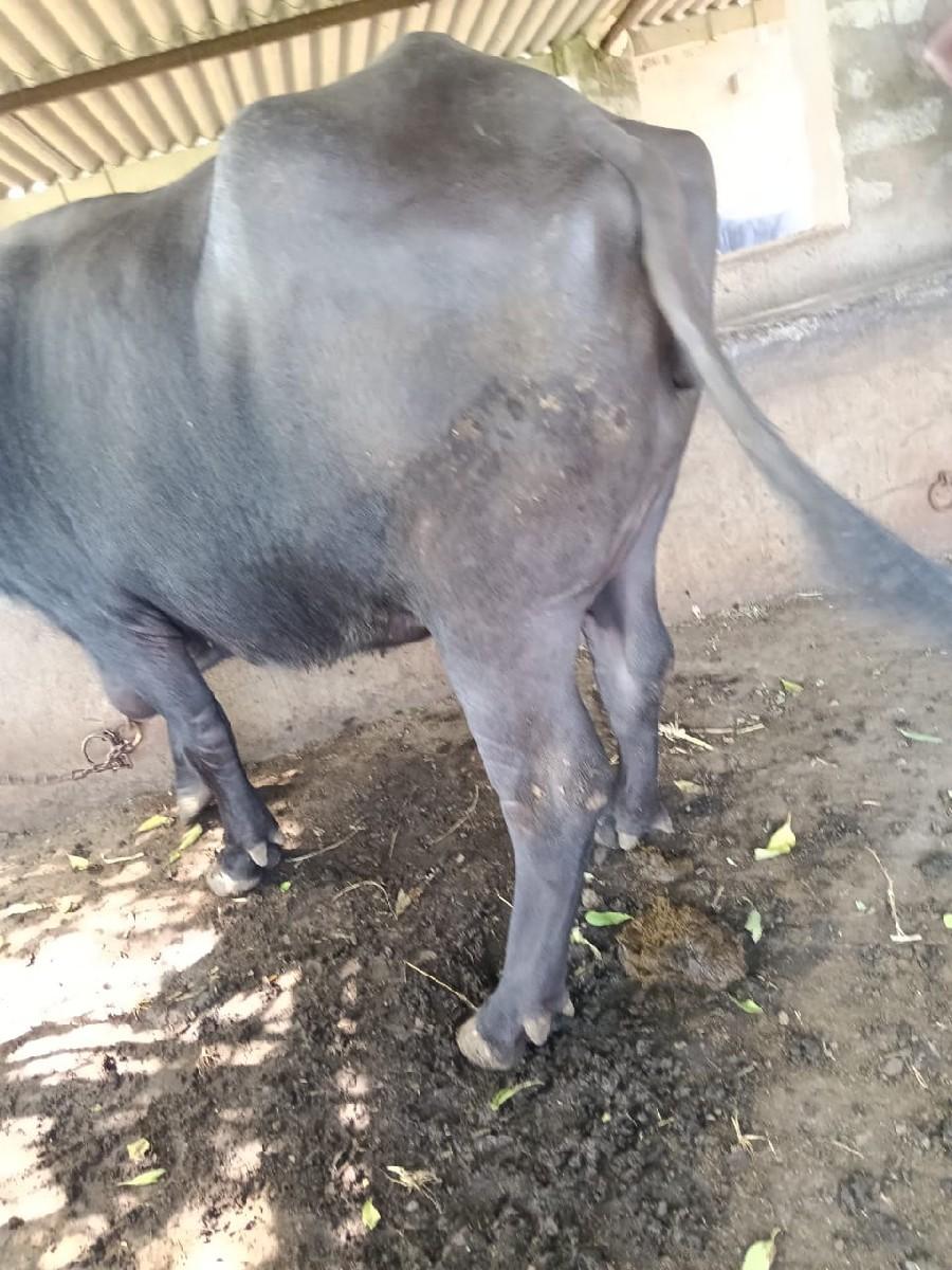 થંબનેલ 2