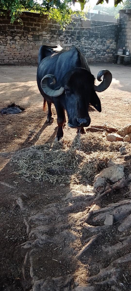 થંબનેલ 2