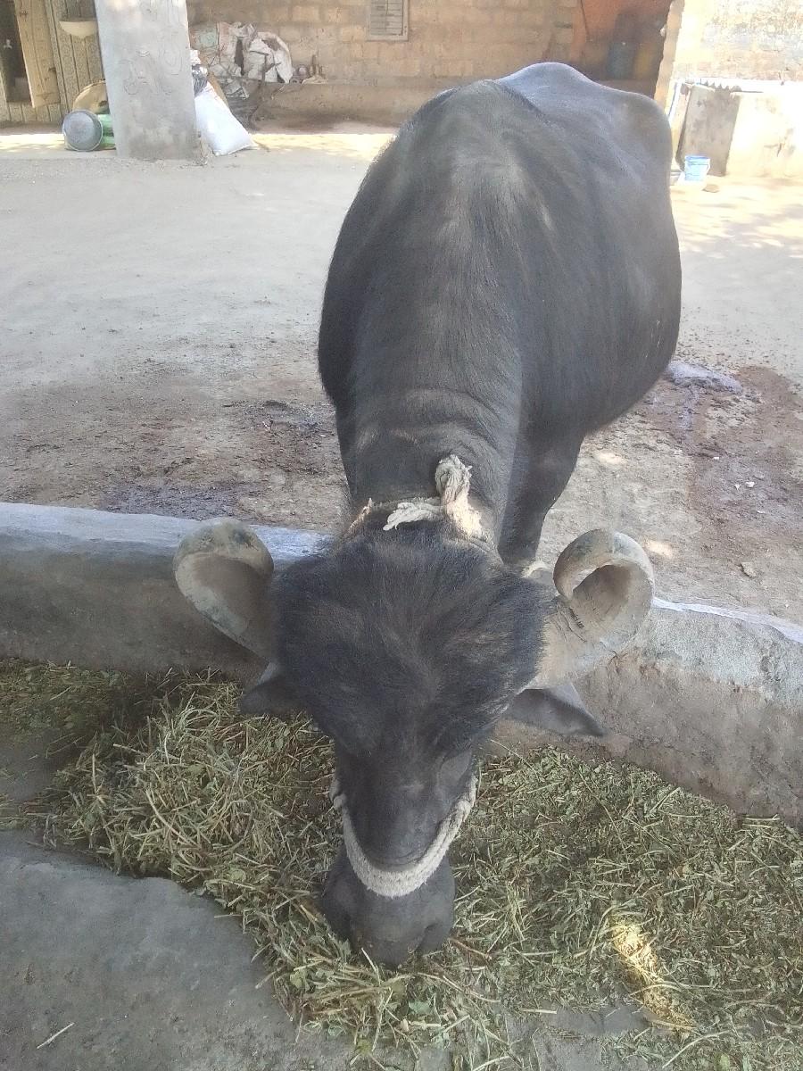 3 વેતર આચર પેટની જવાબદારી