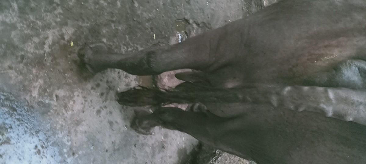 ભેંસ વેચવાની છે.