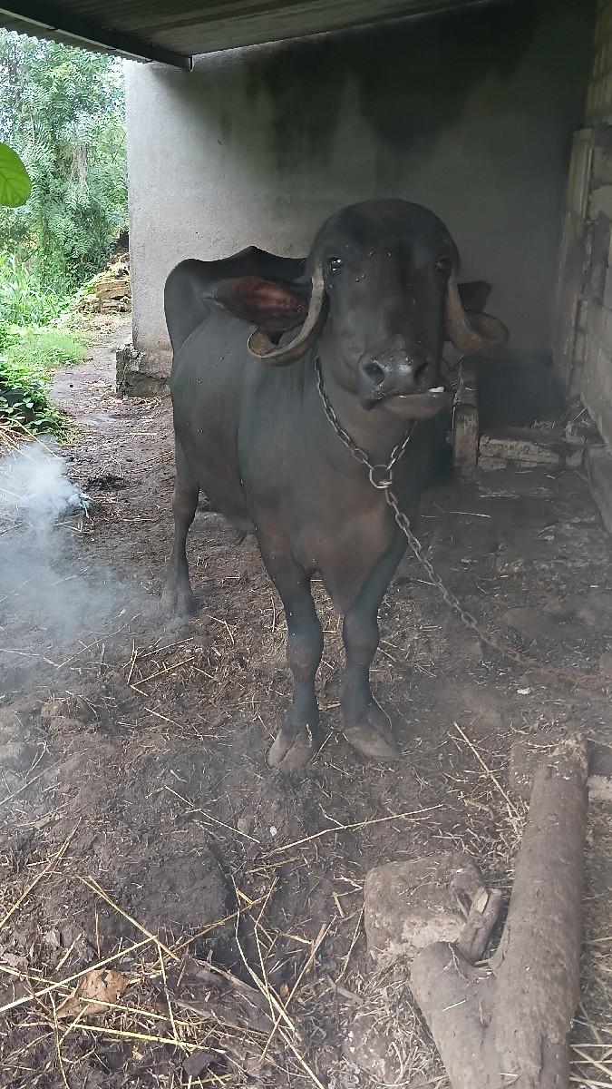 વેચવાની