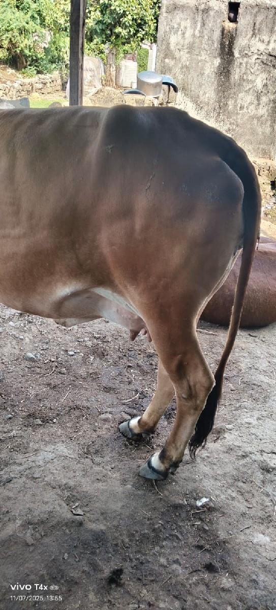 થંબનેલ 2