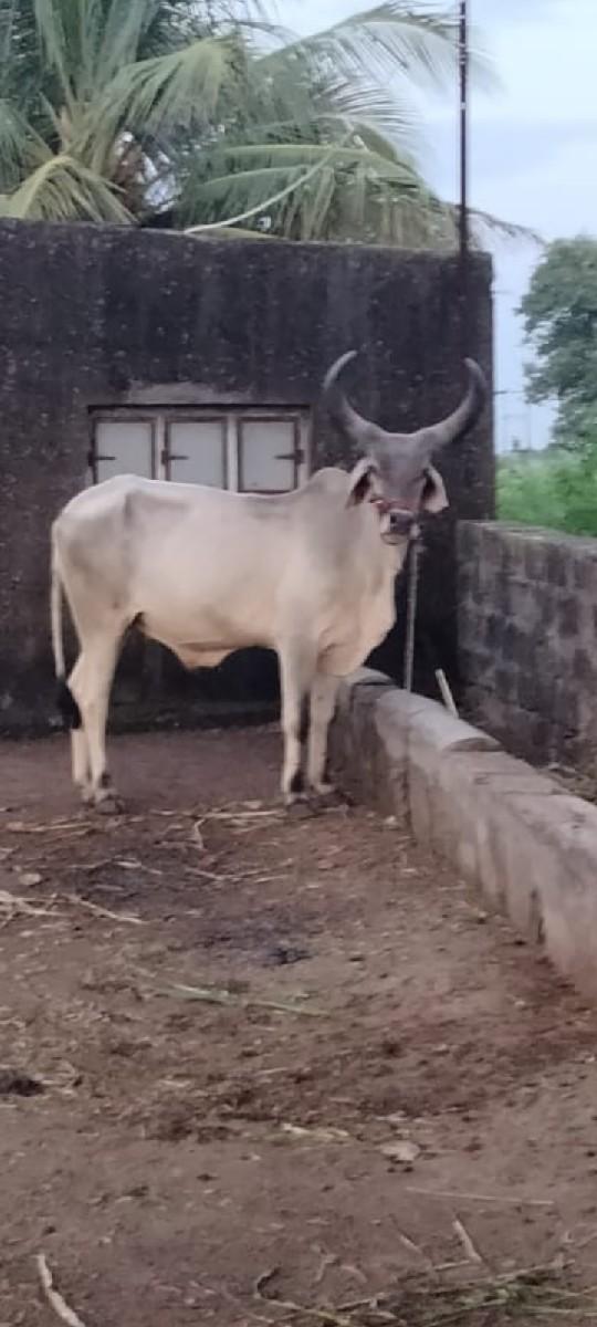 થંબનેલ 3