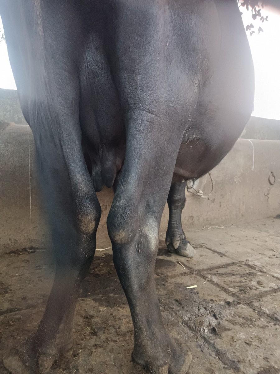 ભેંસ વેતર 3