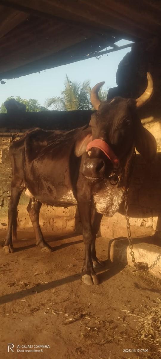 ગાય વેચવાની છે