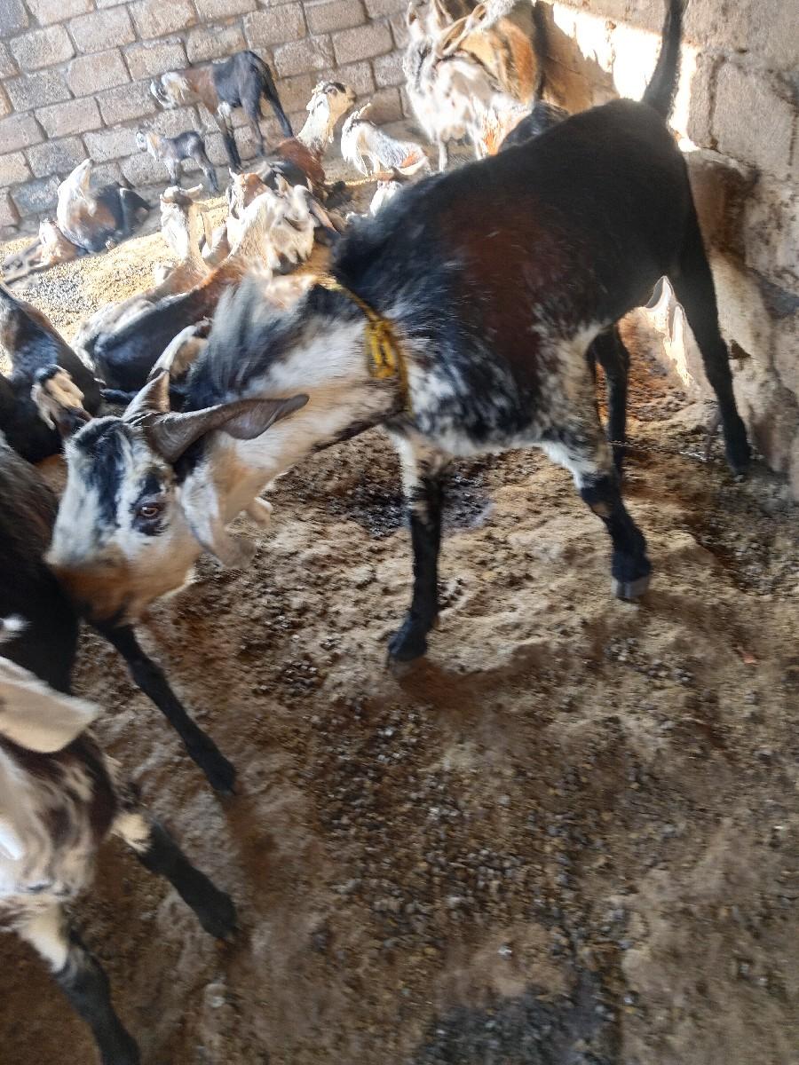 થંબનેલ 3