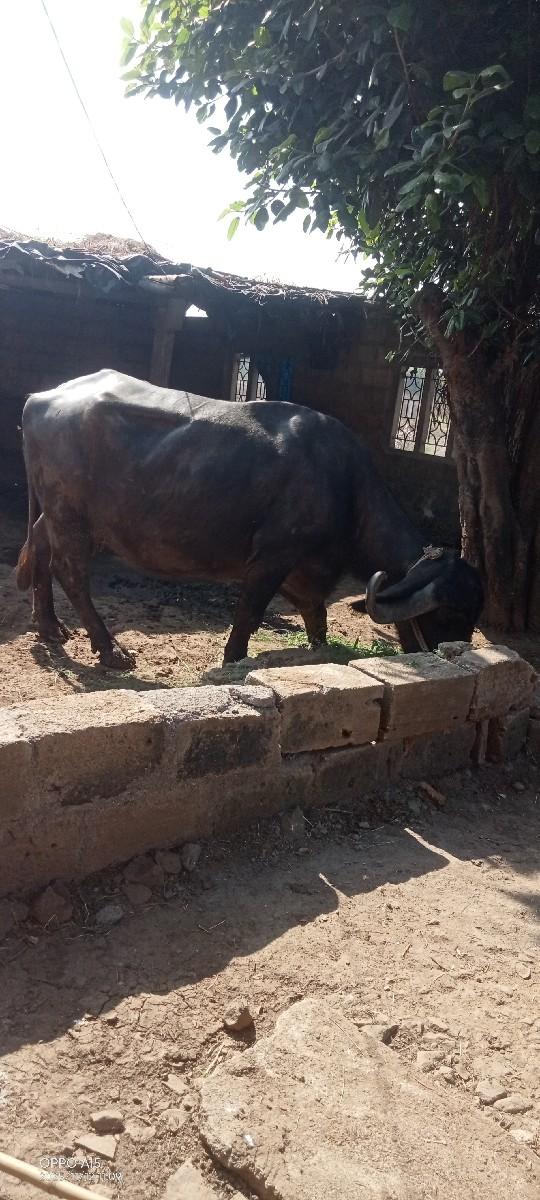 થંબનેલ 2