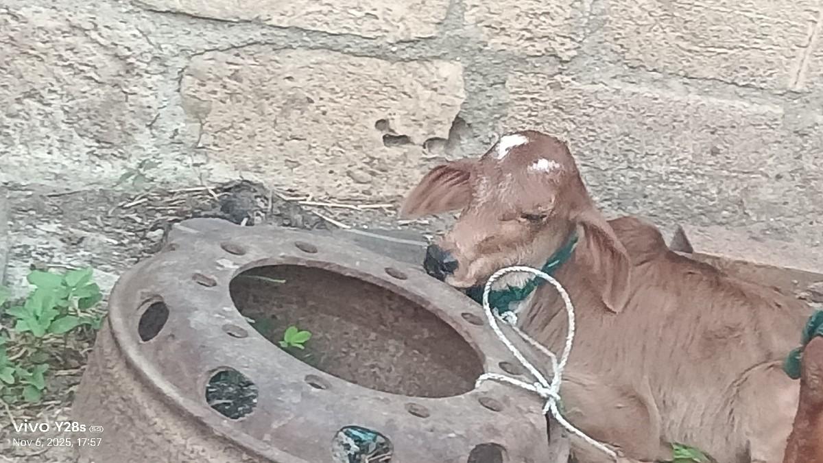 થંબનેલ 3