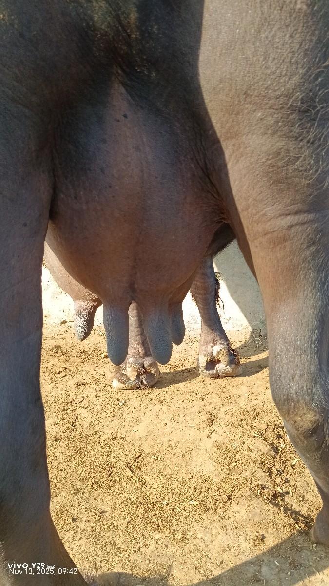 થંબનેલ 2