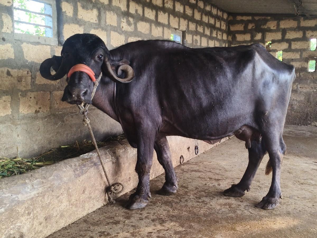 થંબનેલ 3