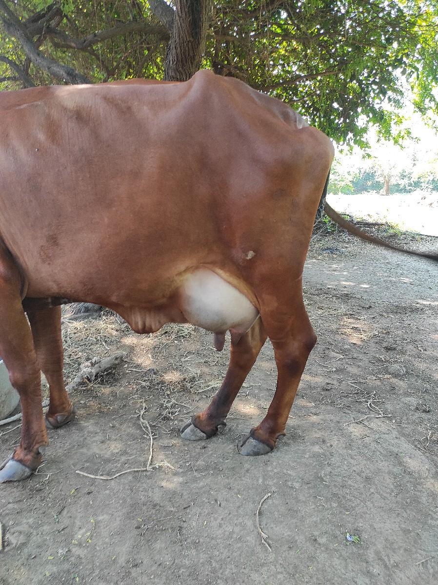 થંબનેલ 3