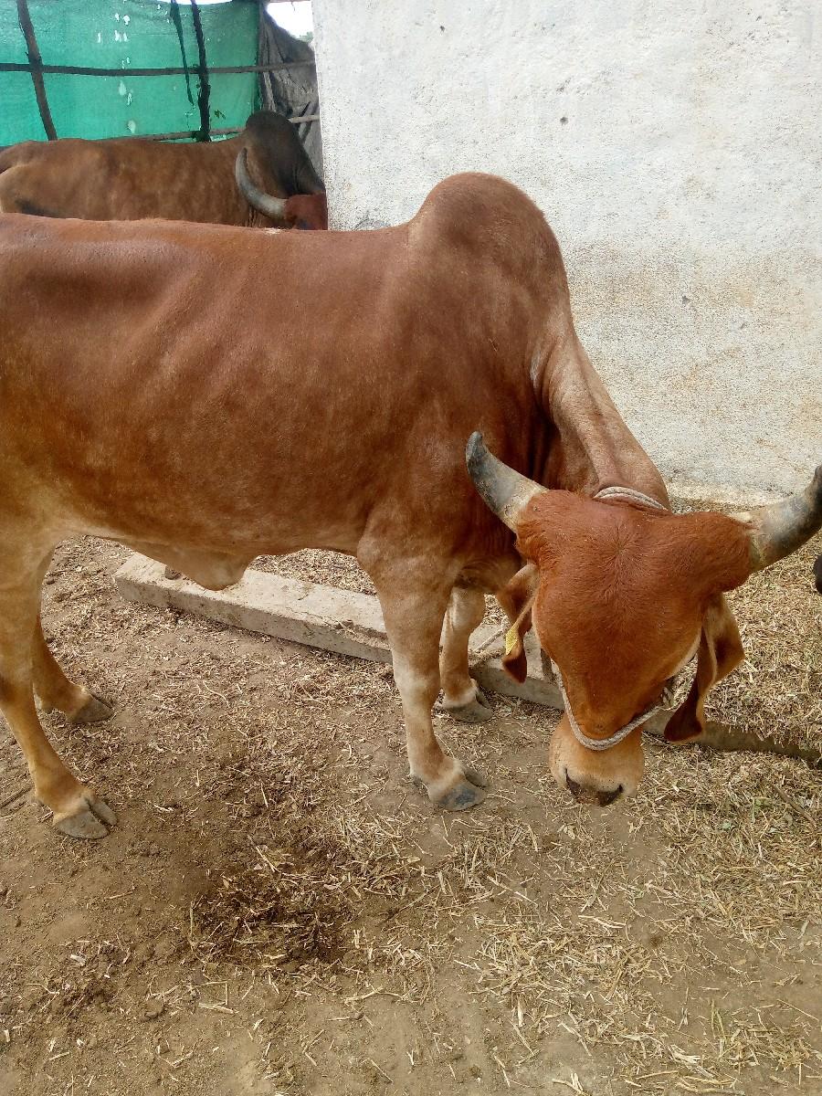 થંબનેલ 3