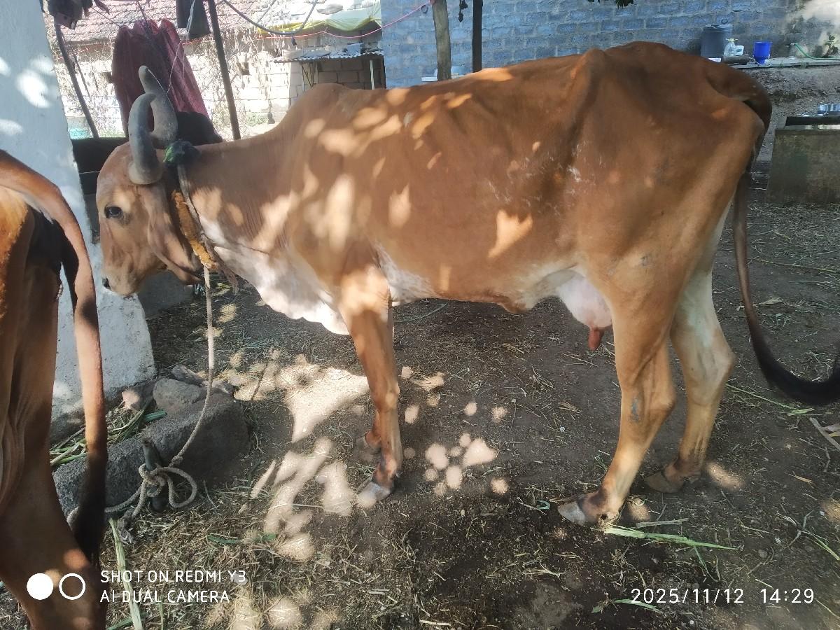 થંબનેલ 2