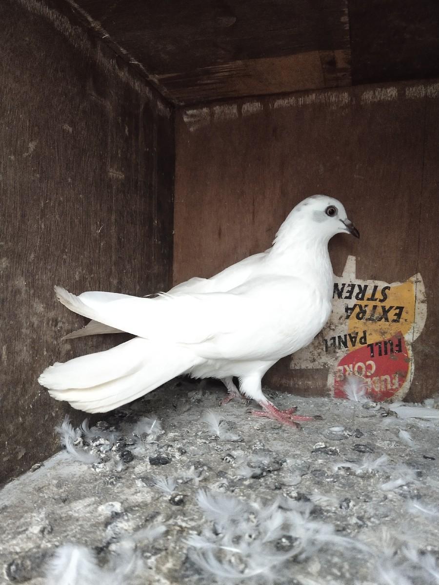 થંબનેલ 3