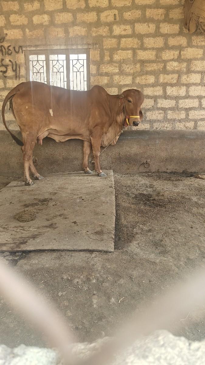 હોડકી વેચવાની સે